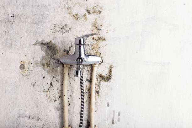 Best Fast Mold Removal  in Shorewood, IL