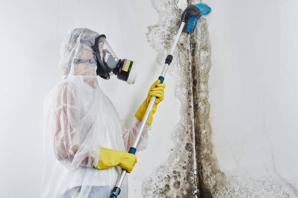 Best Black Mold Removal  in Shorewood, IL