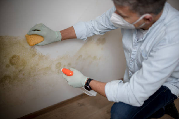 Mold Removal Process in Shorewood, IL