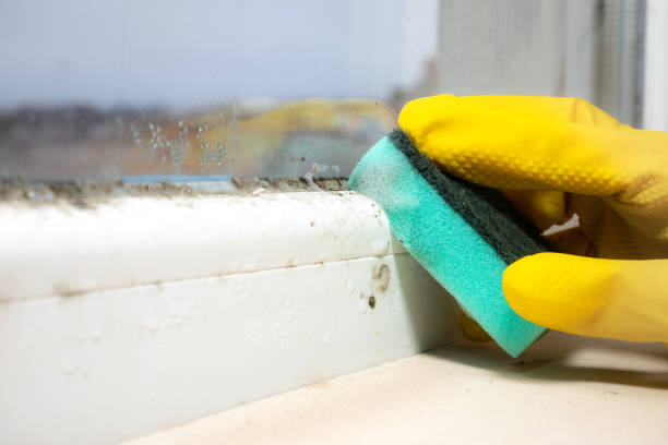 Best Mold Removal Company Near Me  in Shorewood, IL