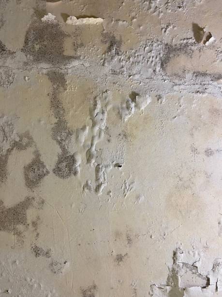 Mold Testing and Removal in Shorewood, IL