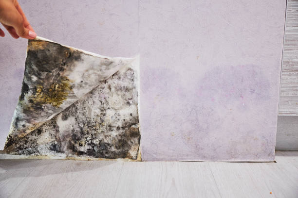 Best Best Mold Removal Companies  in Shorewood, IL